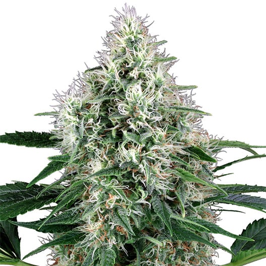 Afghani Bullrider Seeds