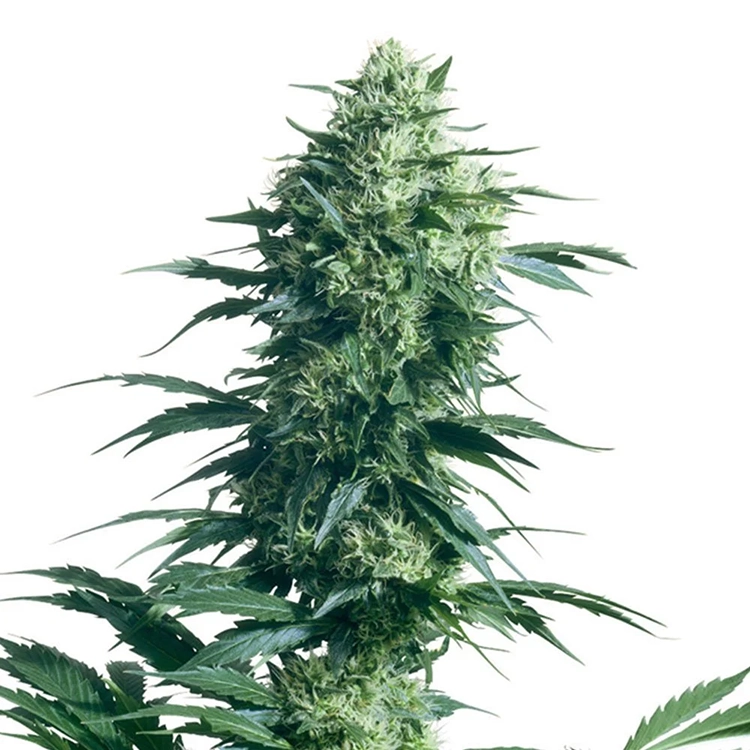 AK Auto Seeds