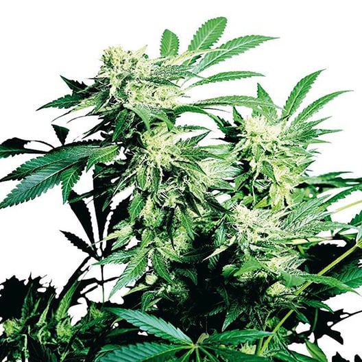 Alien Rift Auto Seeds