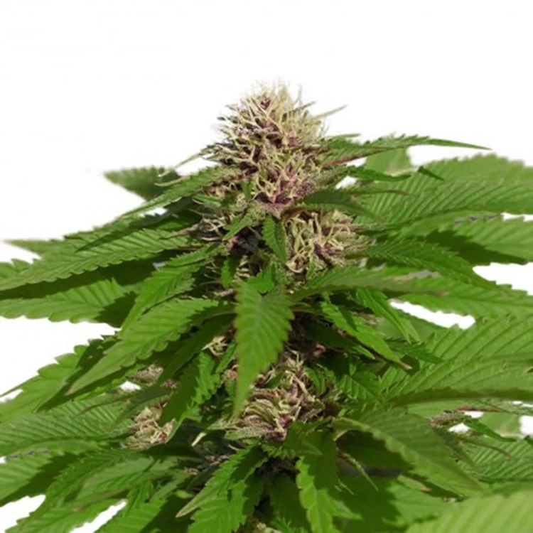 Black Domina Seeds
