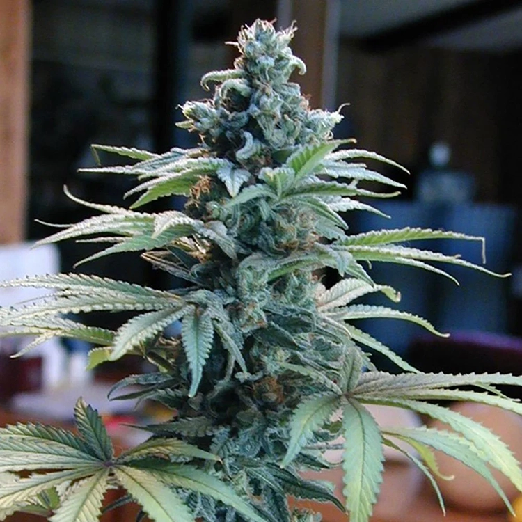 Blue Cheese Seeds