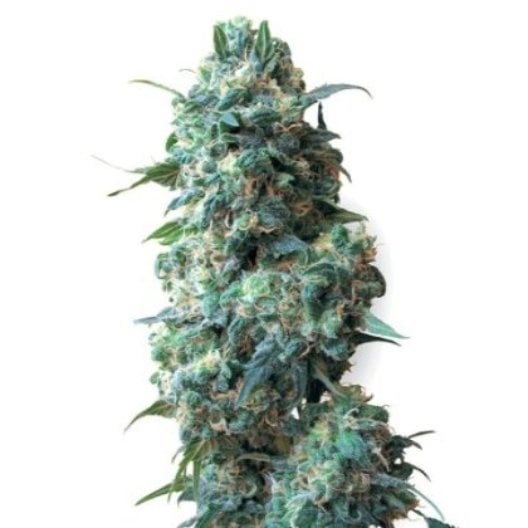 Blueberry Space Cake Seeds
