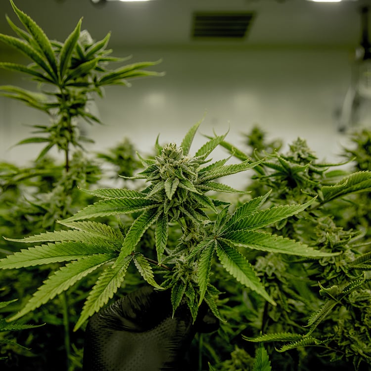Butterscotch Auto Seeds