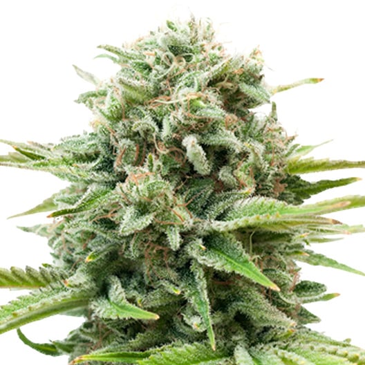 Gravity Auto Seeds
