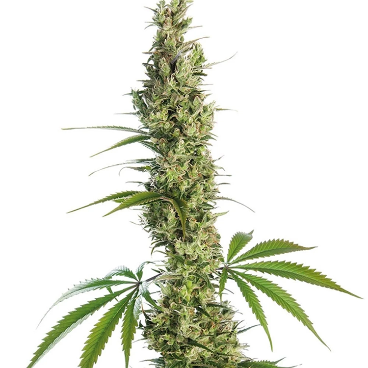 Haze XL Auto Seeds