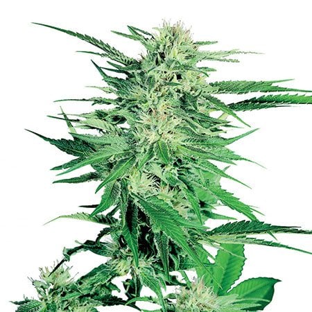 Northern Lights Seeds