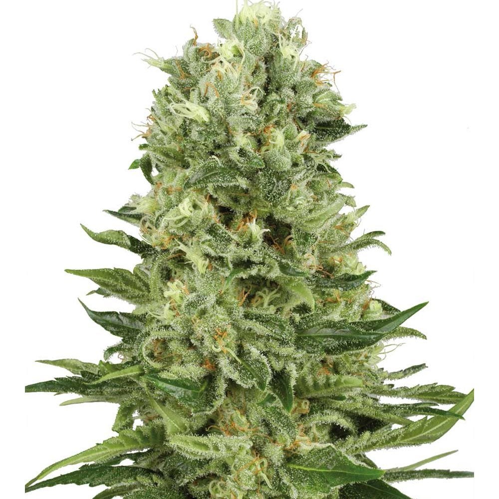 Northern Lights x Skunk Seeds