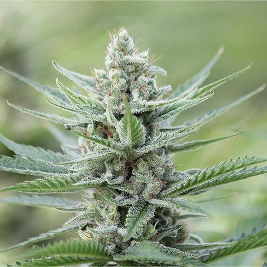 Red Hot Cookies Seeds