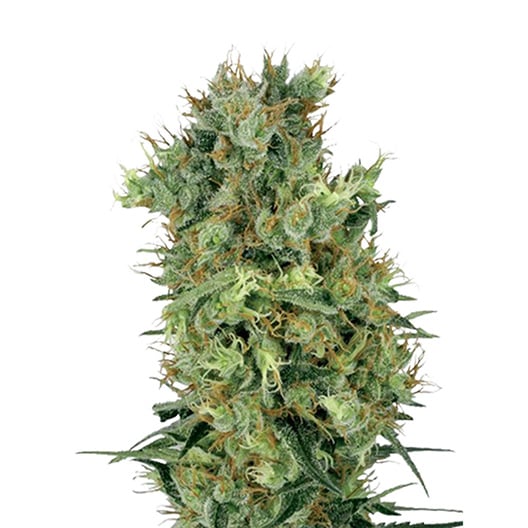 Sensi Skunk Auto Seeds
