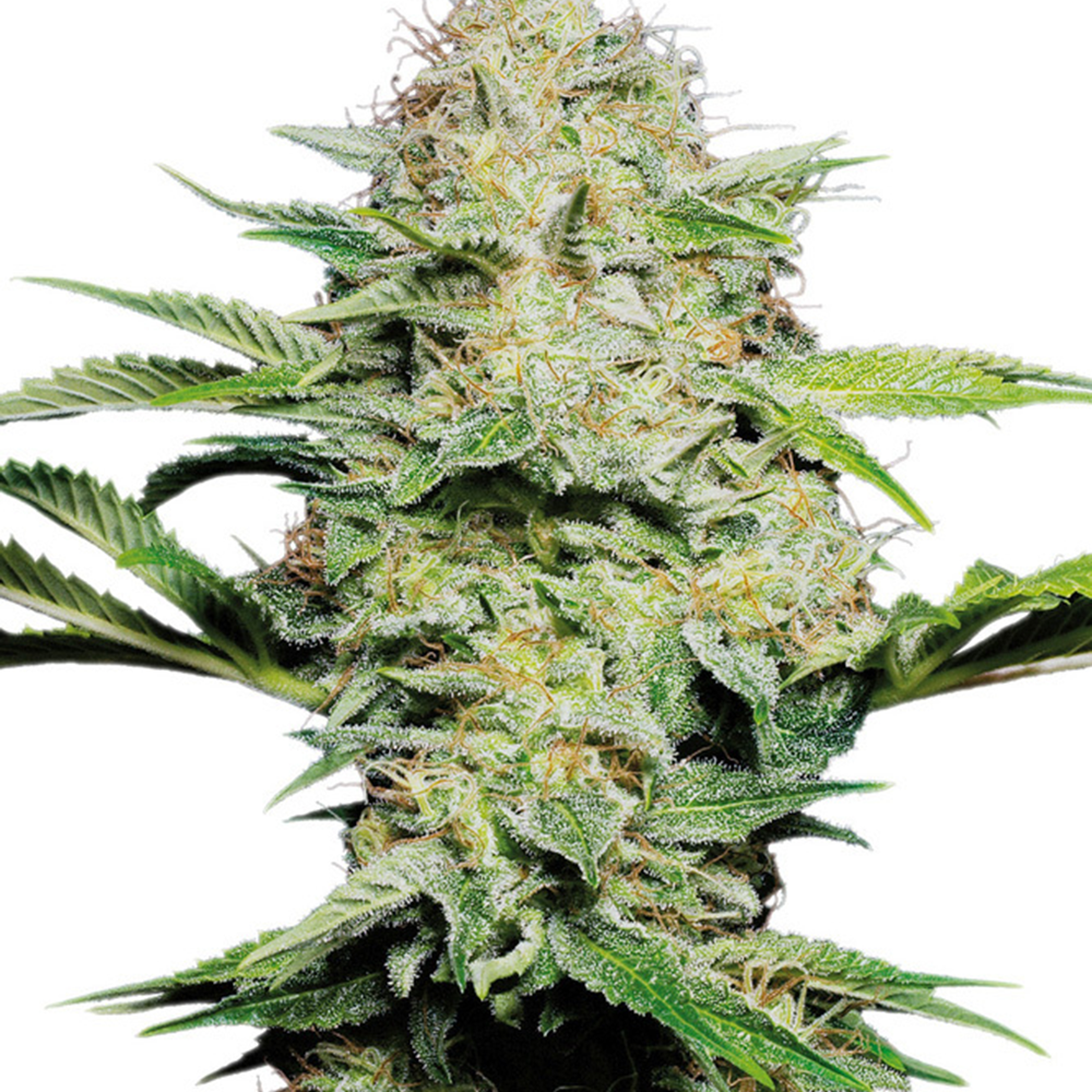 Skunk Kush Seeds