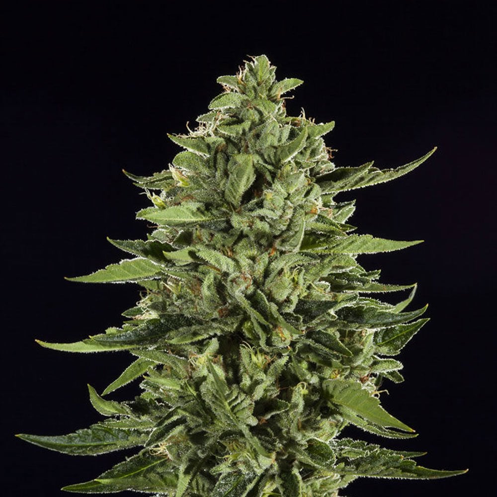 Skywalker OG Seeds
