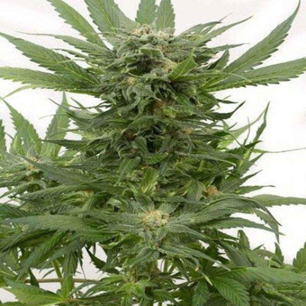 Sour Diesel Seeds