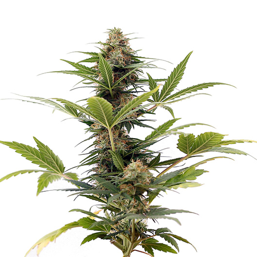 Ace Killer OG Auto Seeds
