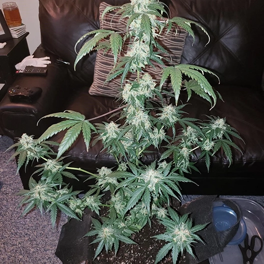 Afghani Seeds