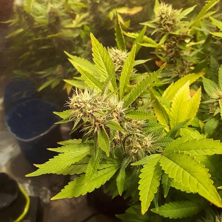 Banana Kush Auto Seeds
