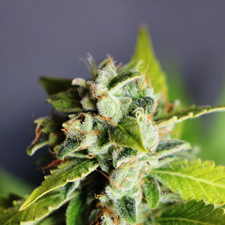 Blue Dream Auto Seeds