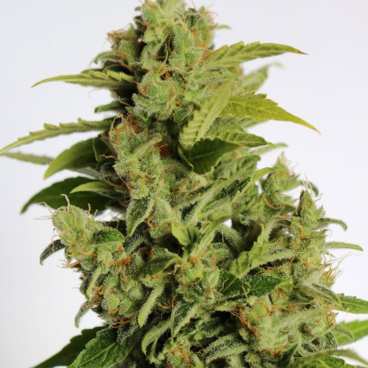 Cherry Kush Auto Seeds