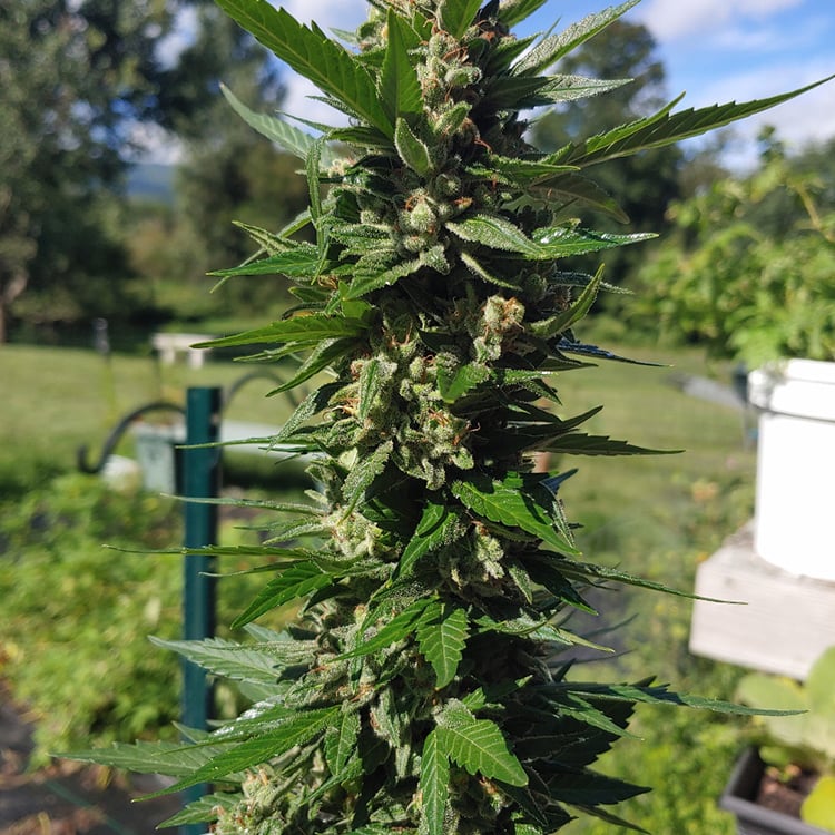Chiesel Auto Seeds