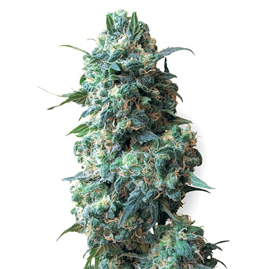 Cornbread Auto Seeds