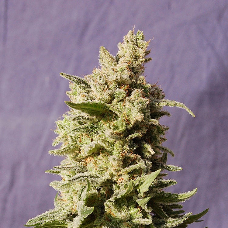 Dutch Treat Seeds