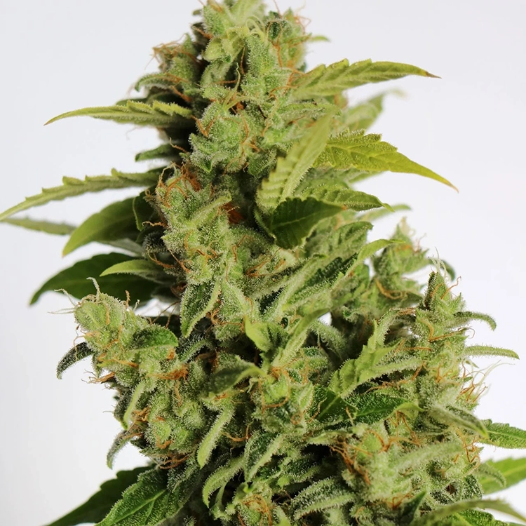 Fruity Pebbles Seeds