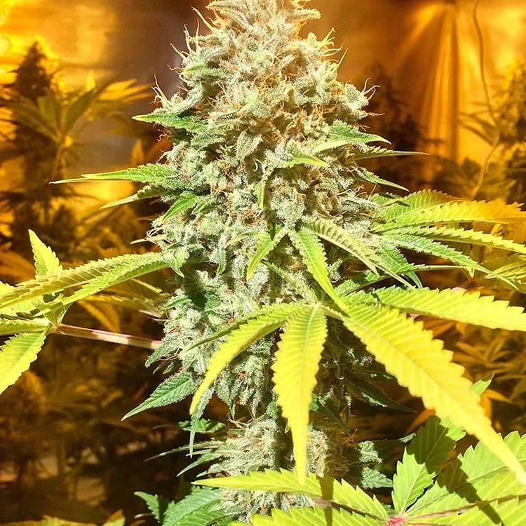Ingrid Seeds