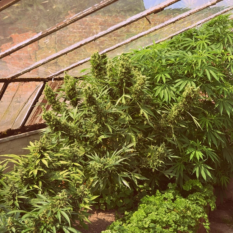 Jillybean Seeds