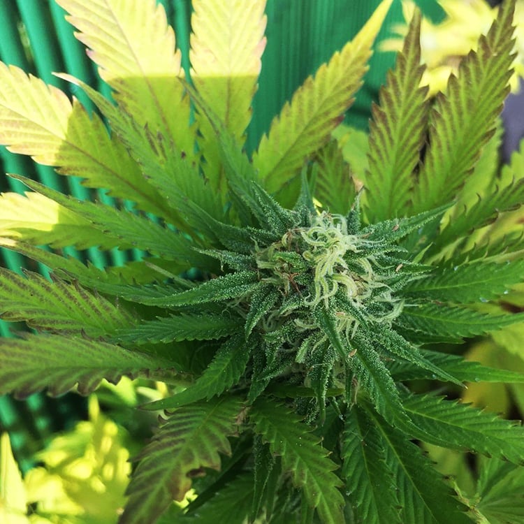 Mango Kush Seeds
