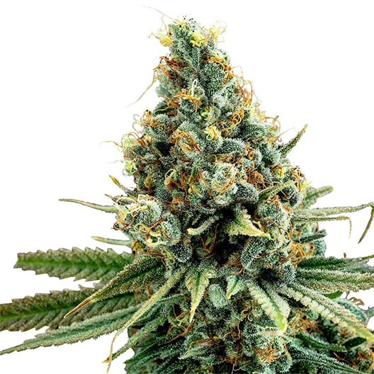 Satellite OG Auto Seeds