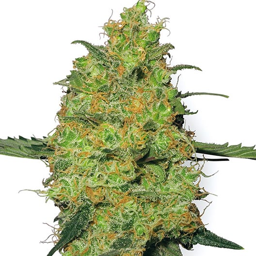 The Hog Auto Seeds