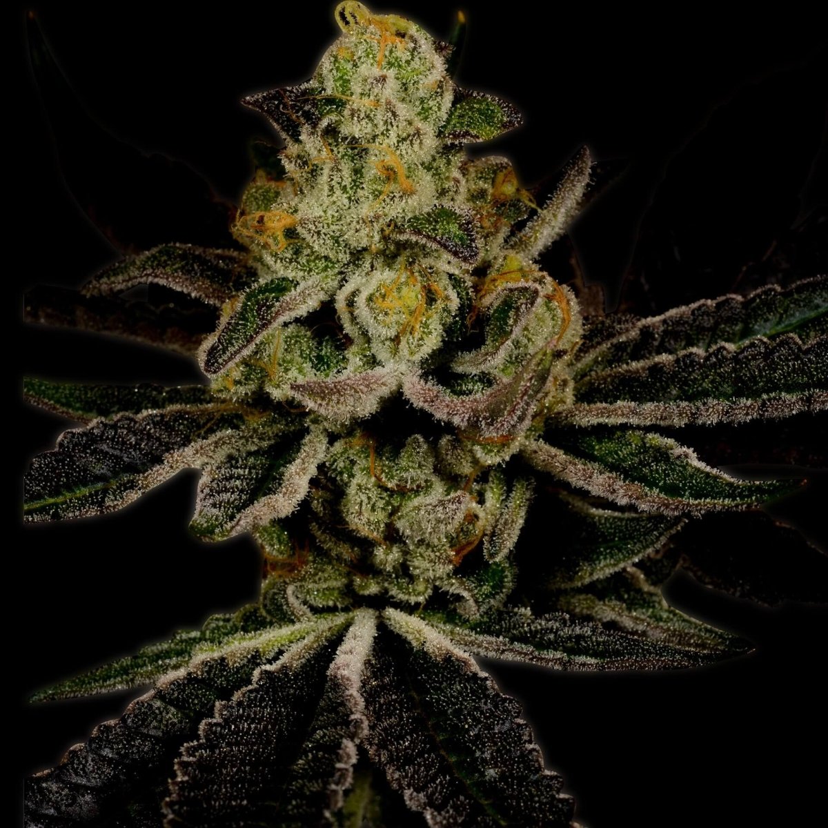 Amnesia Haze Seeds