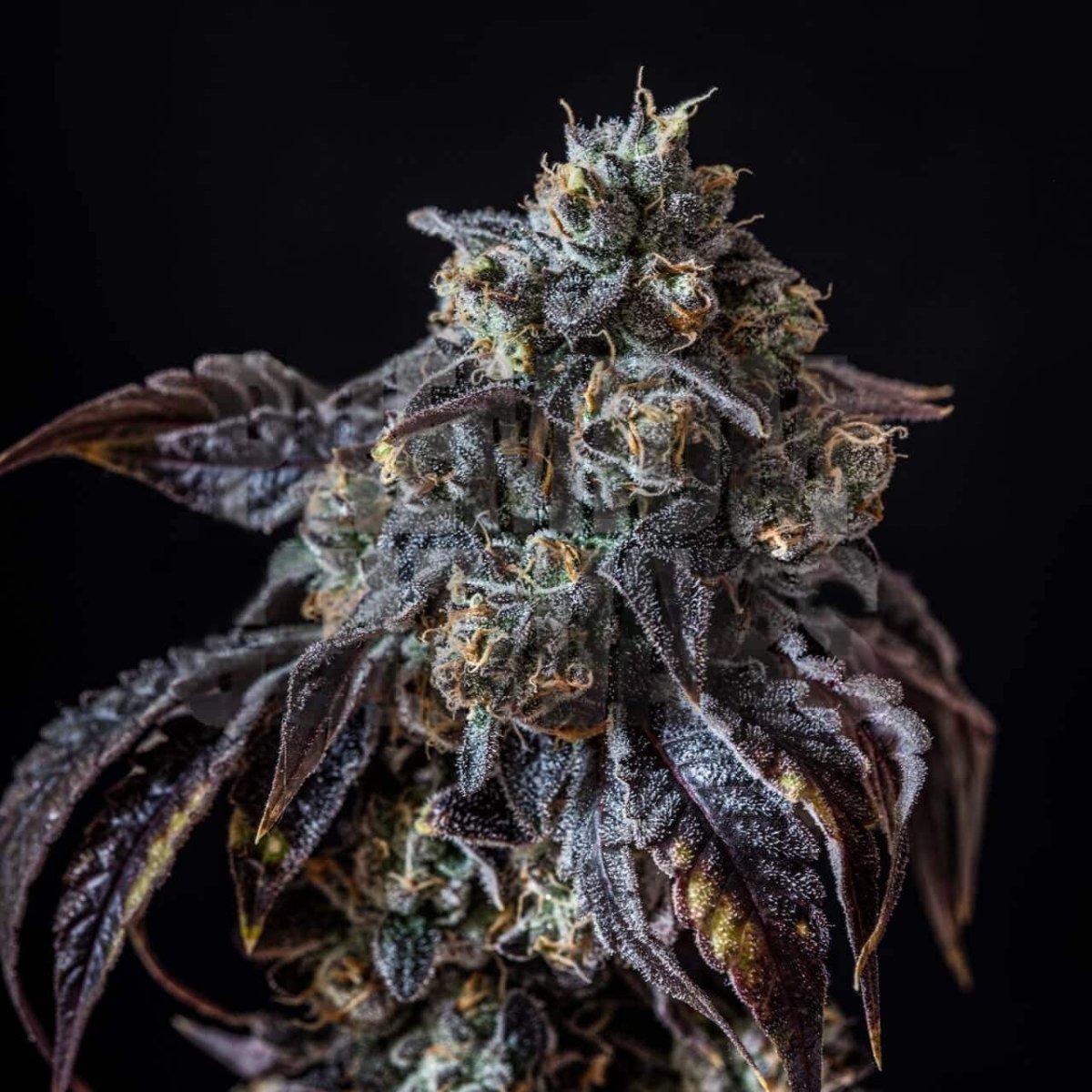 Berry White Seeds