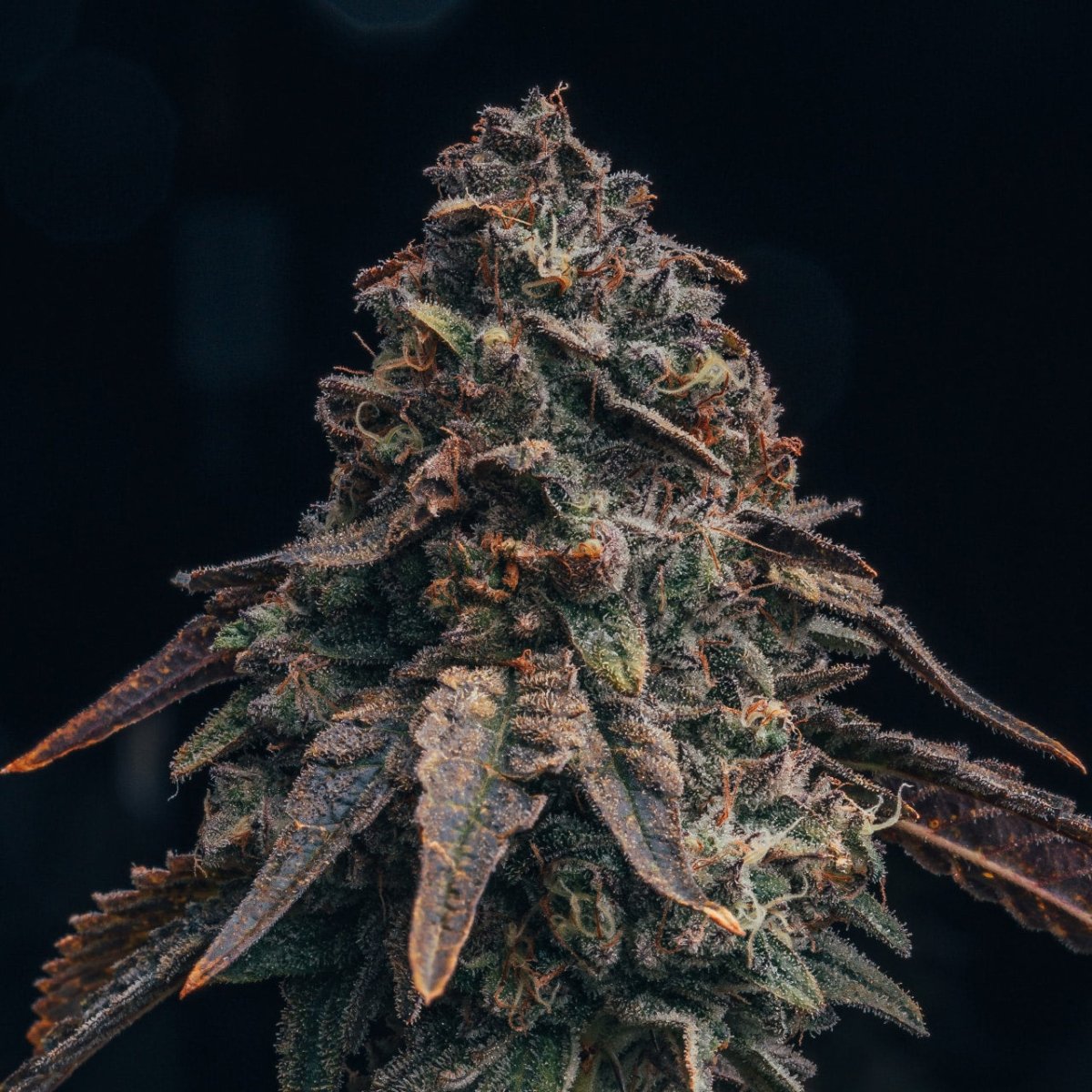 Black Runtz Seeds
