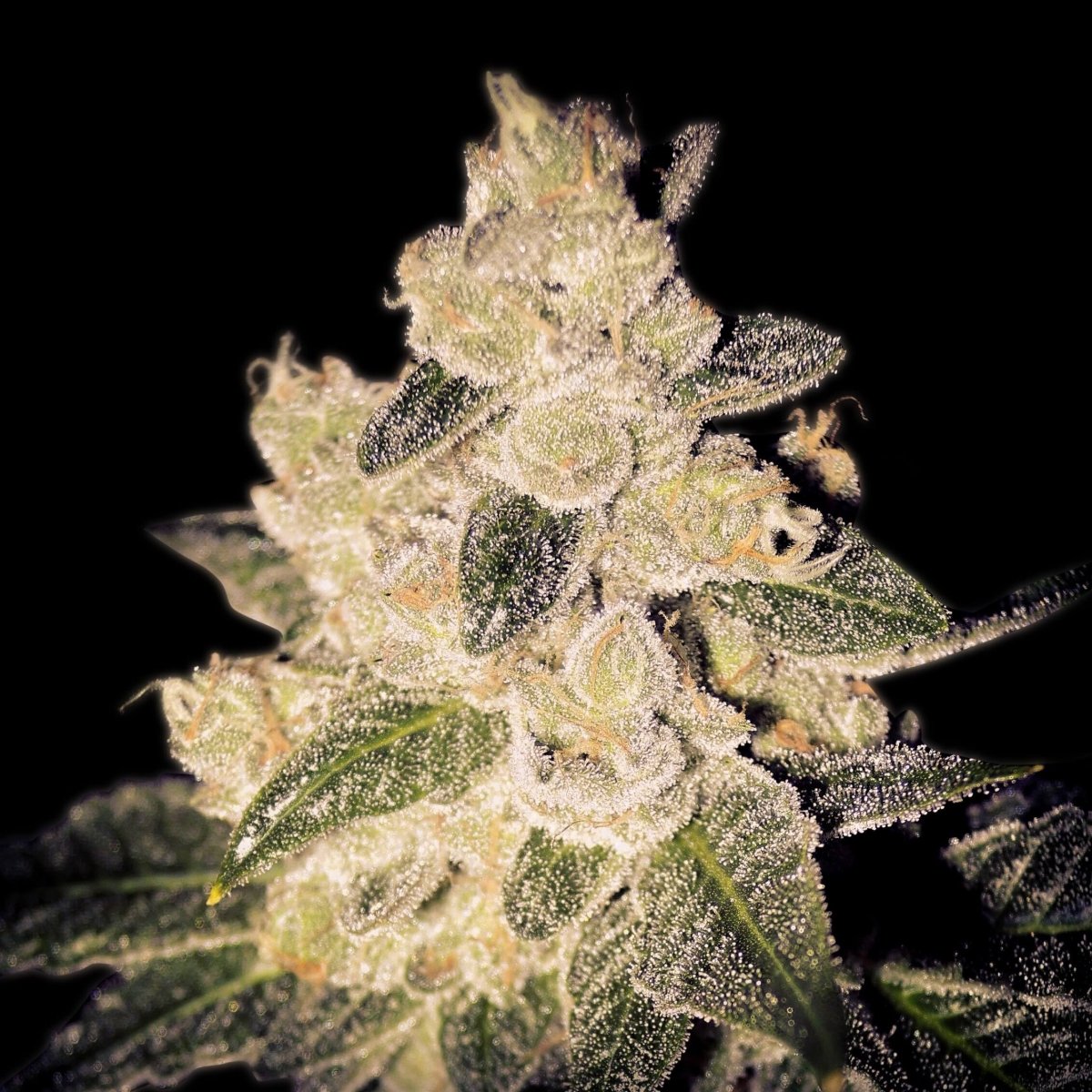 Cinderella 99 Seeds