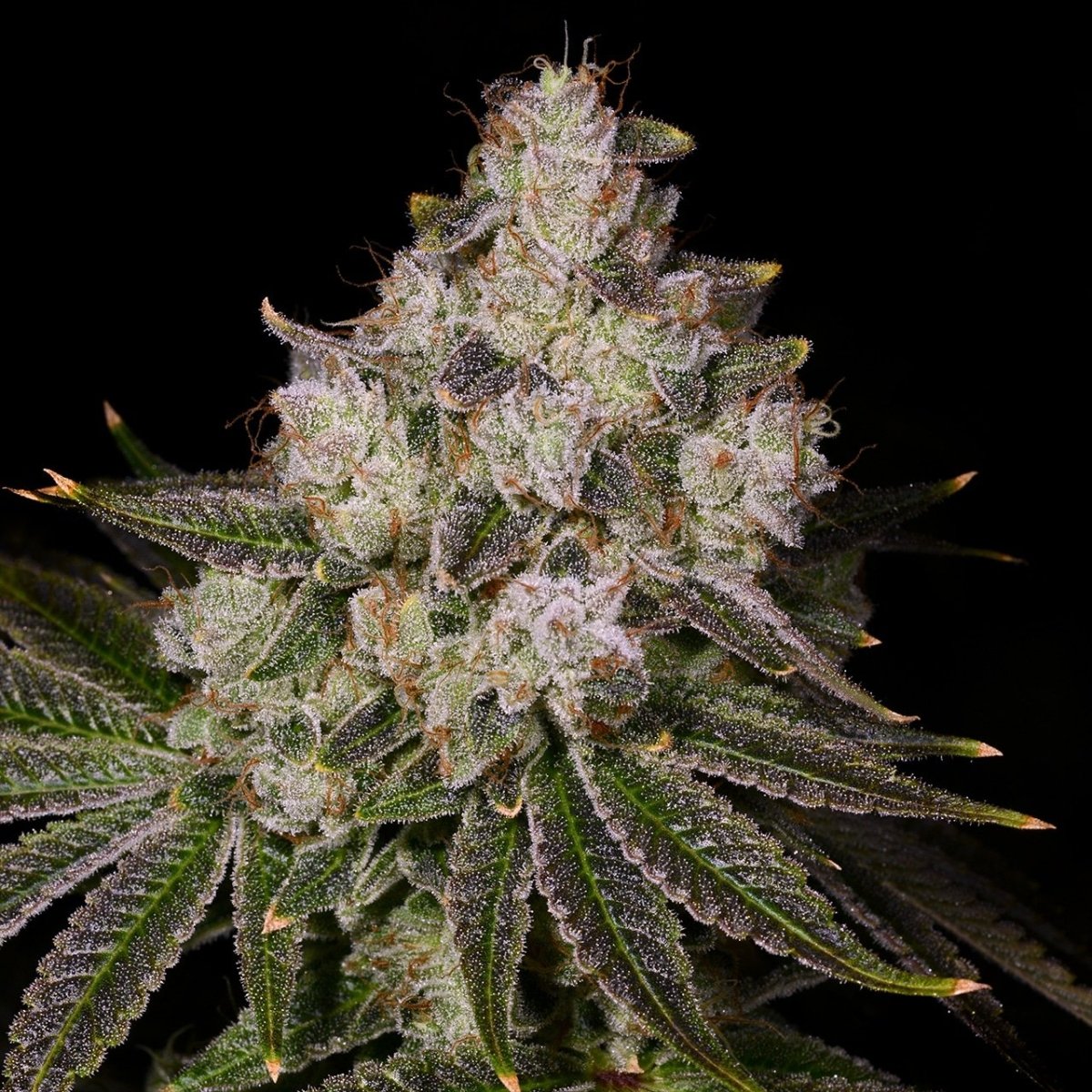 Donkey Butter Seeds