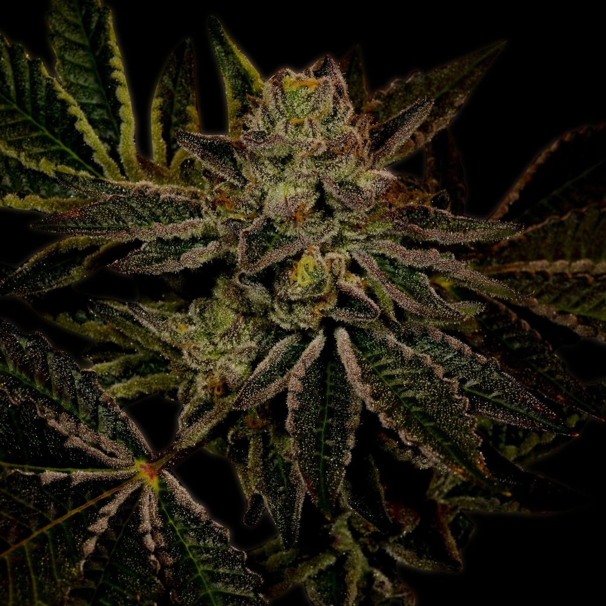 Fruity Pebbles OG Seeds