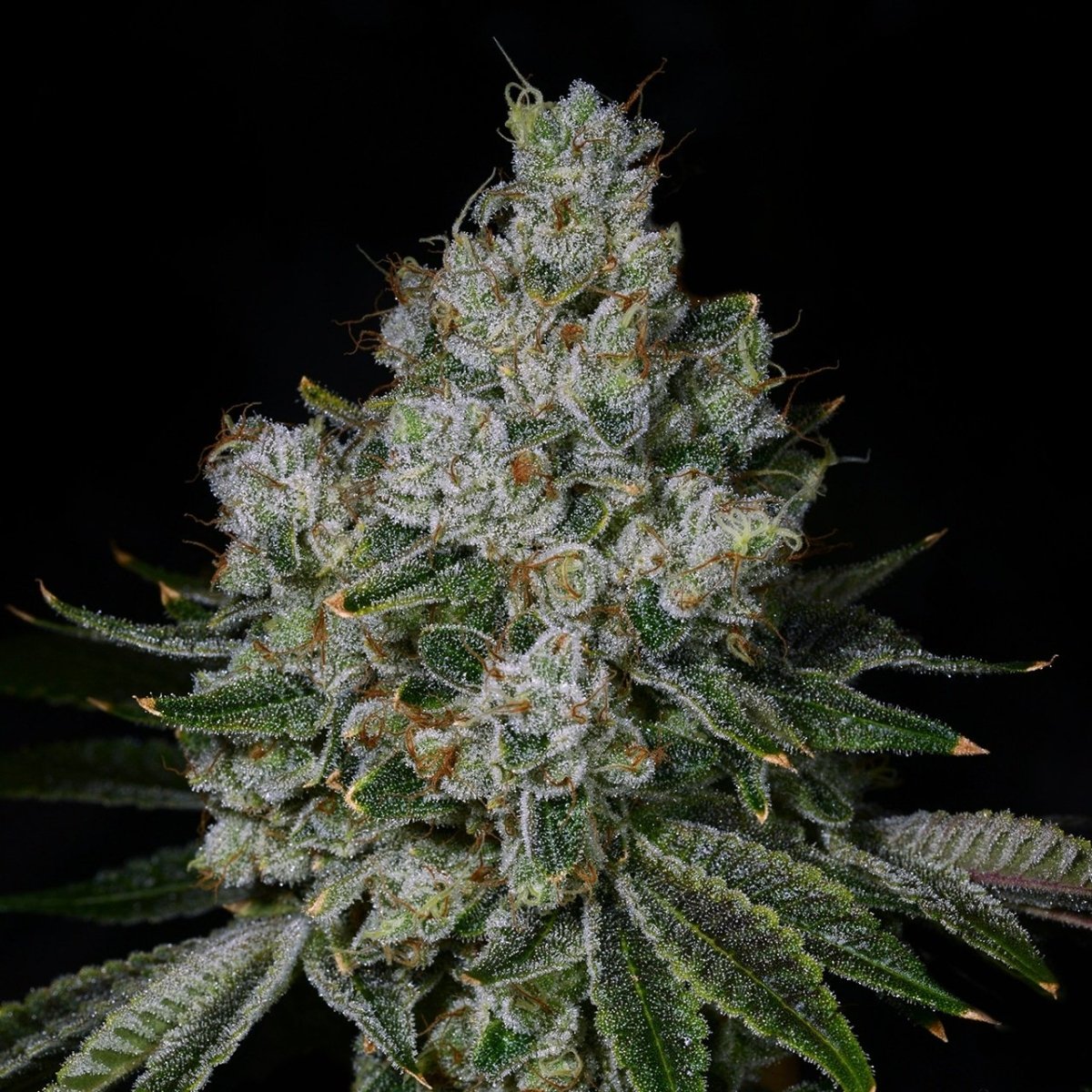 Garlic Breath Seeds