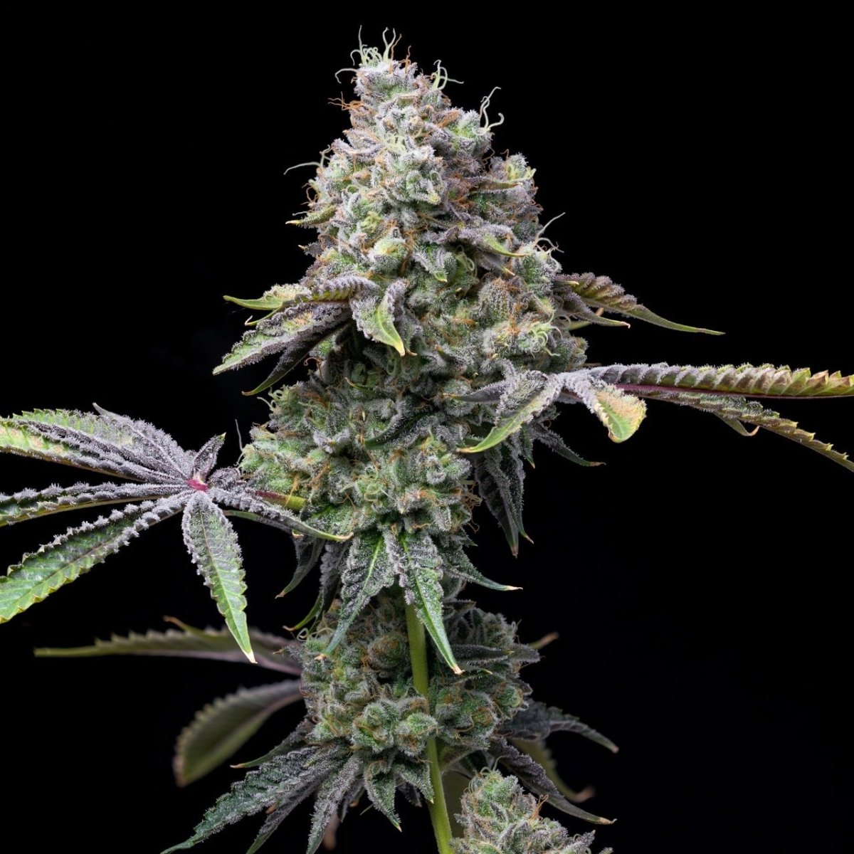 Ghost OG Seeds