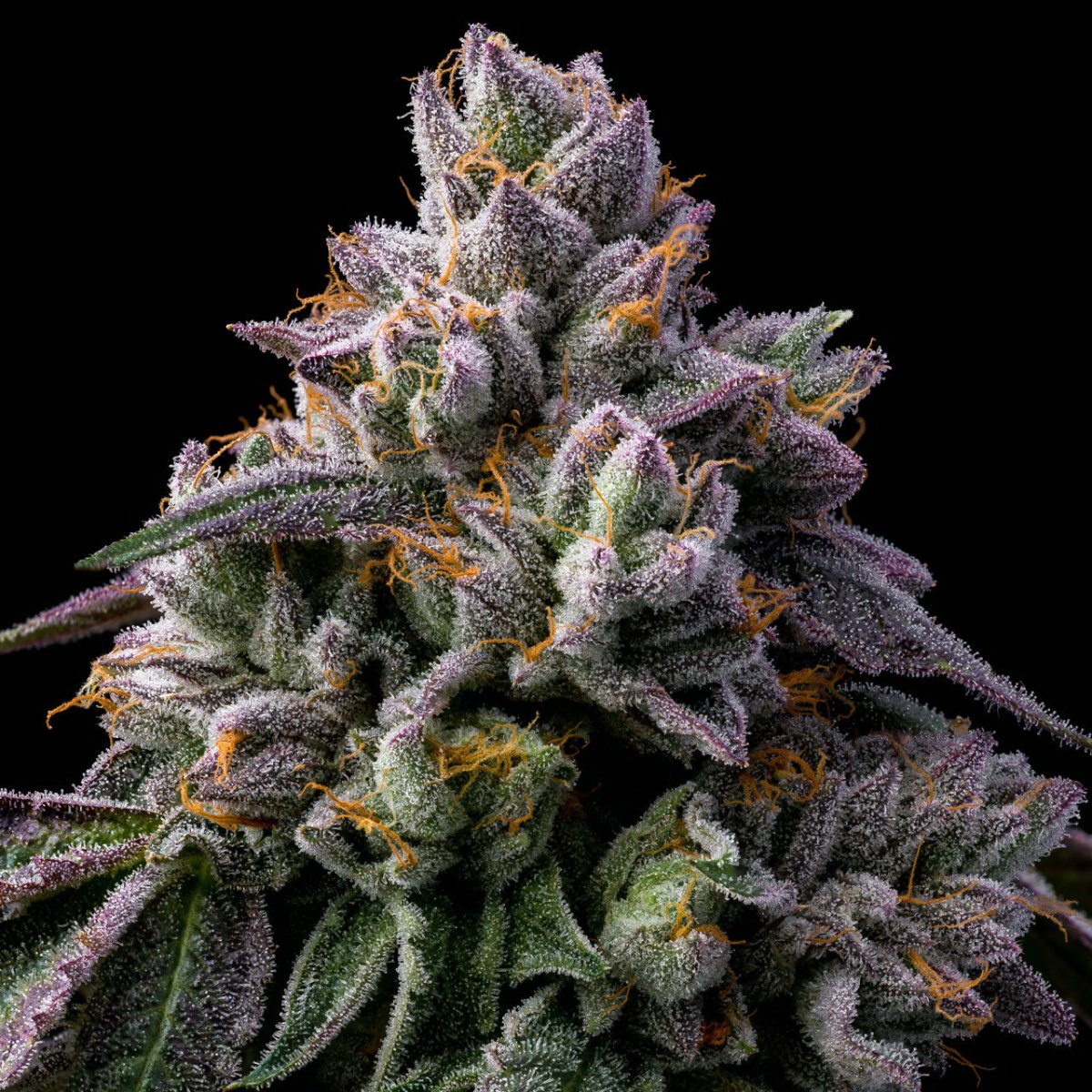 Giraffe Puzzy Seeds