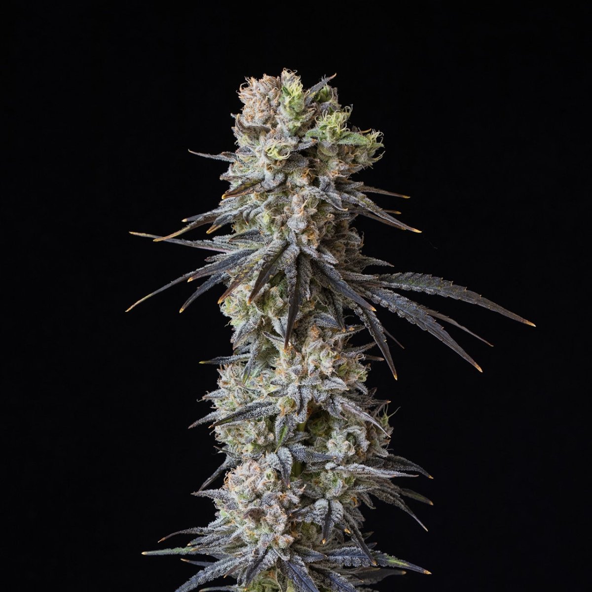 Gushers Seeds
