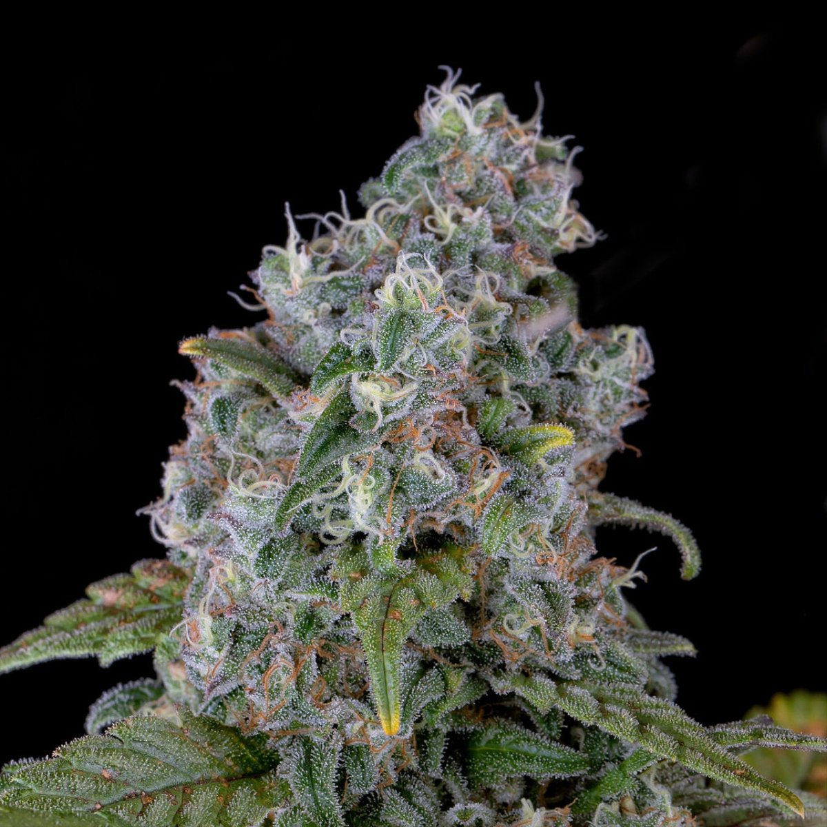 Ice Cream Cake Seeds