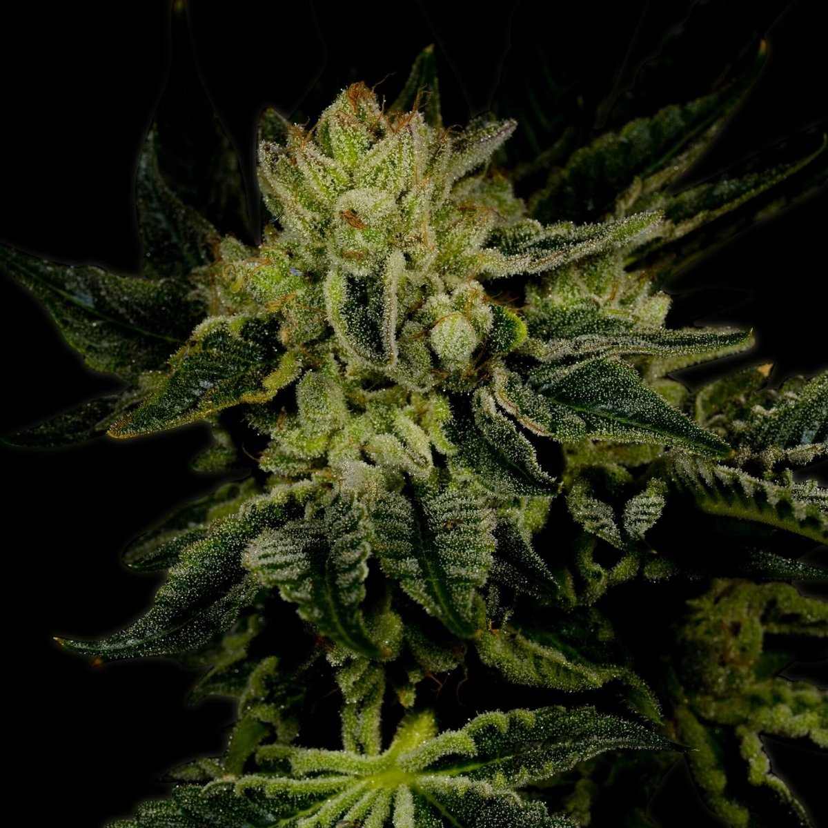Jillybean Seeds