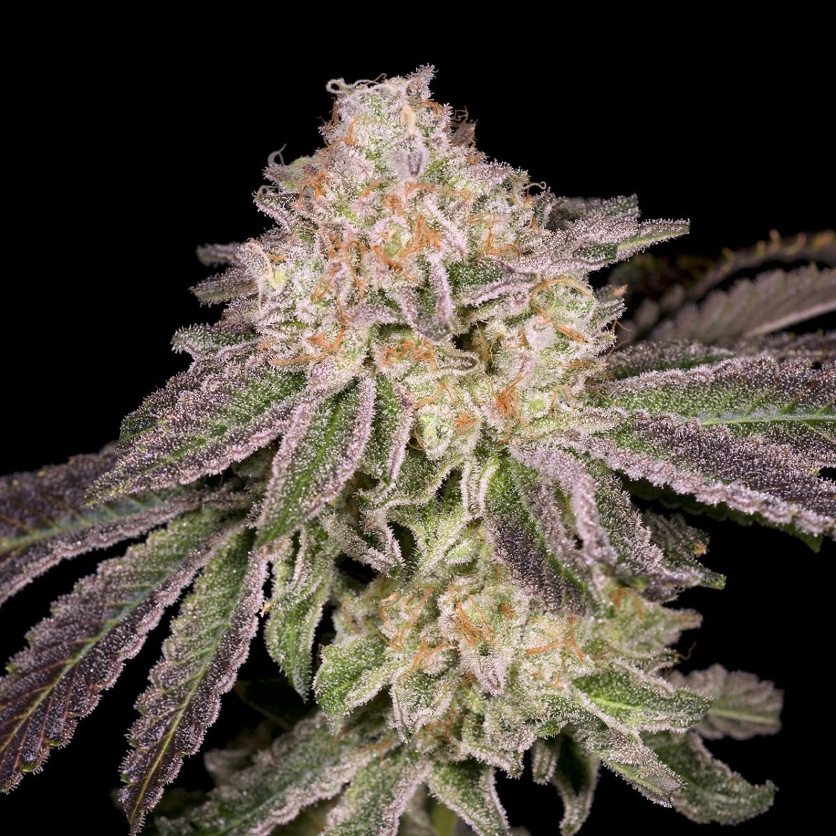 Lemon Cake Seeds