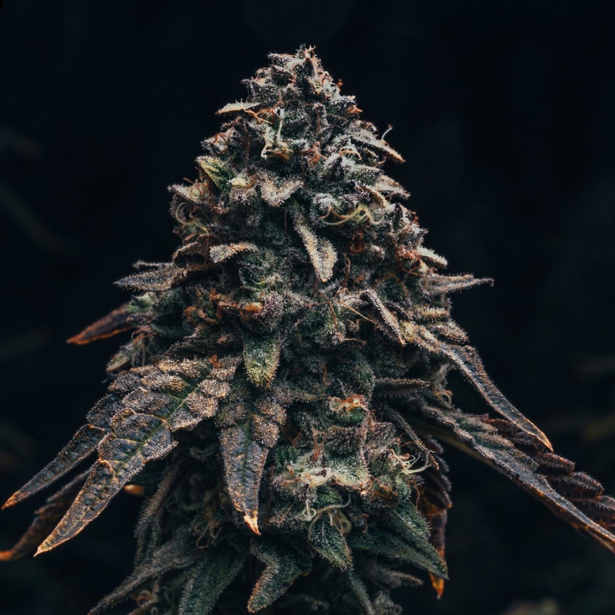 Marathon OG Seeds