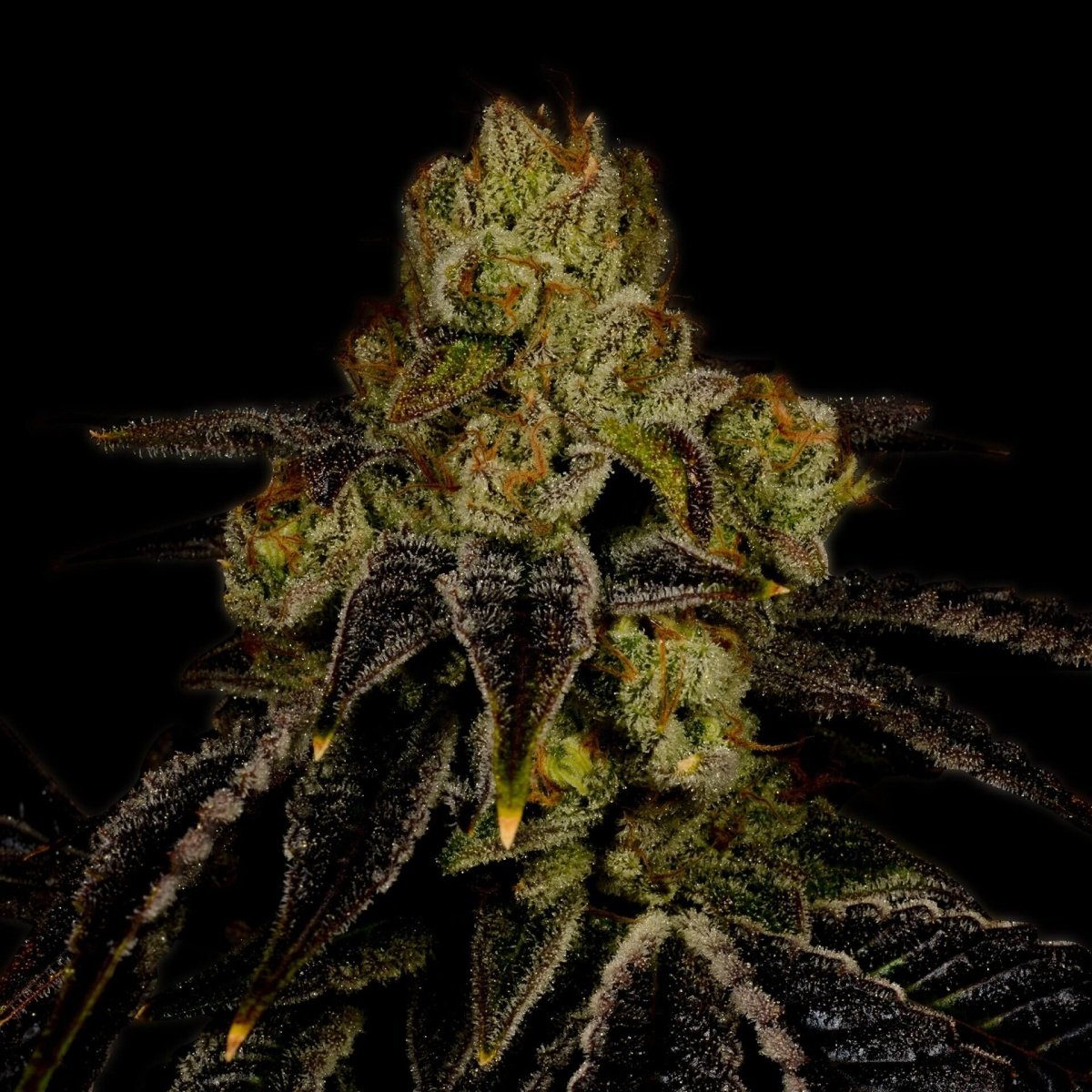 Purple Punch Seeds