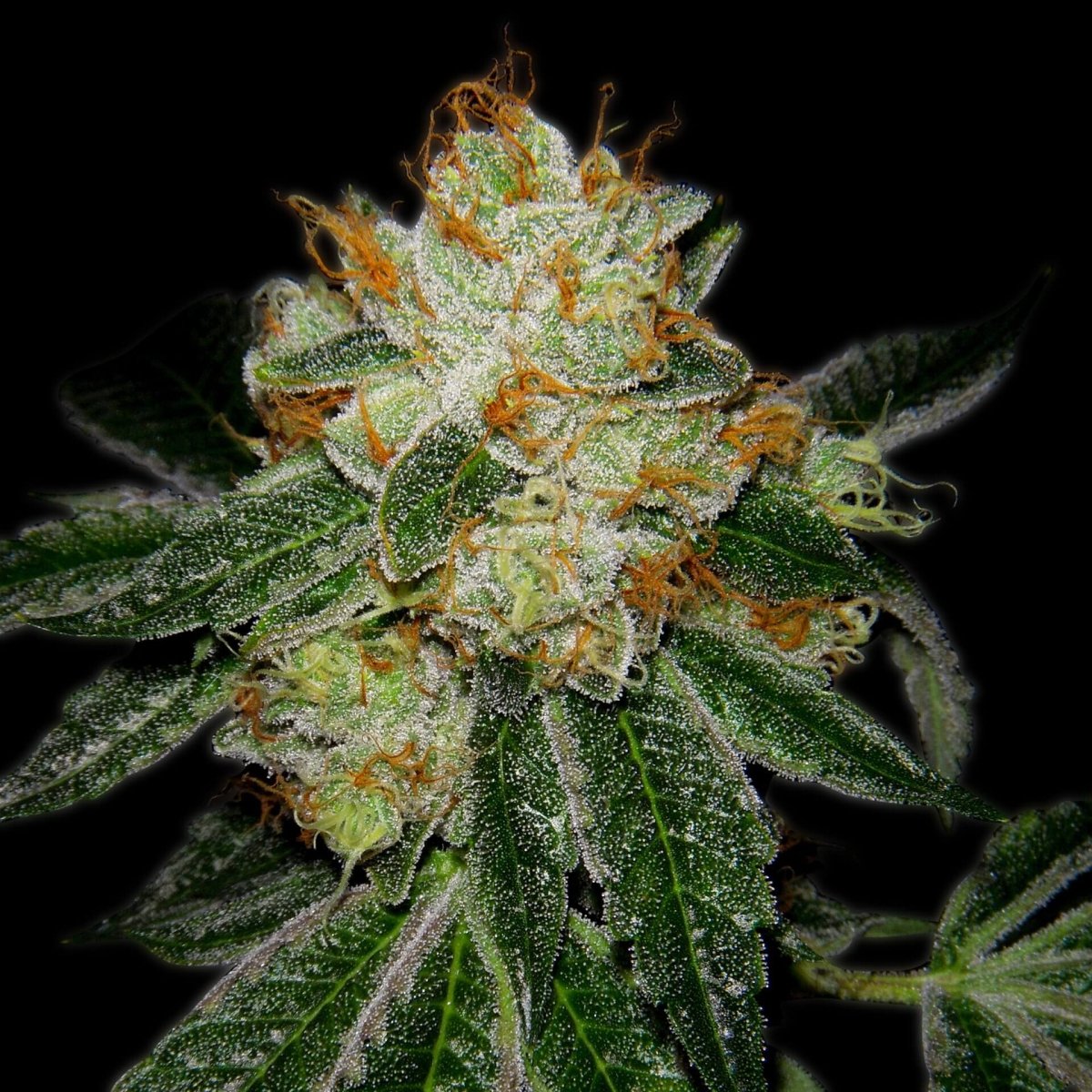 Silver Haze Autoflower Seeds