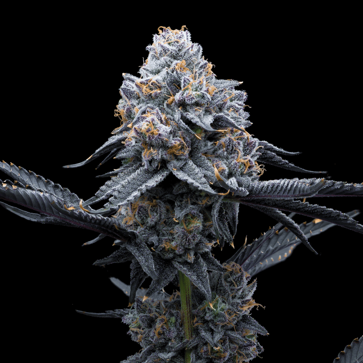 Space Runtz Seeds