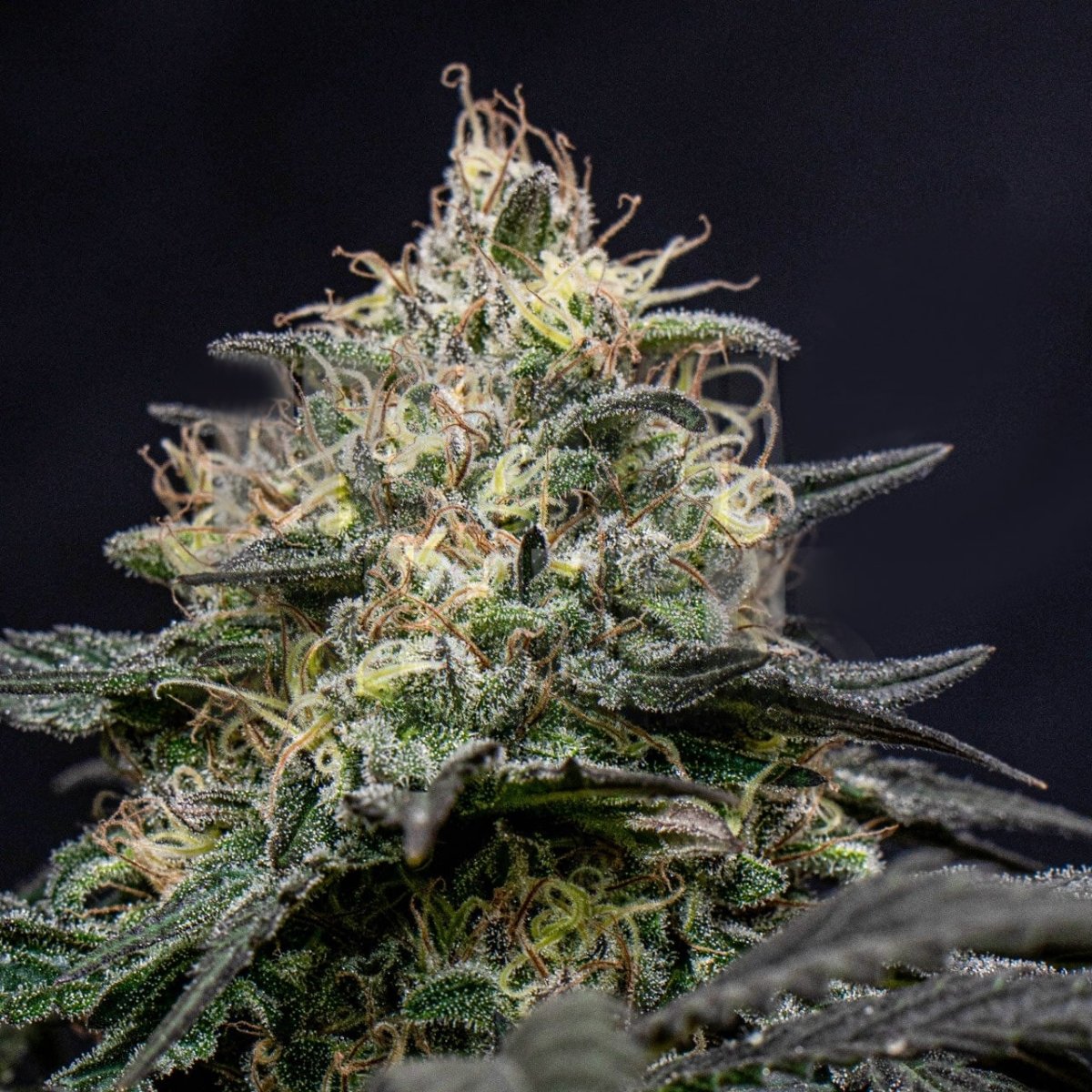 Star Killer Seeds