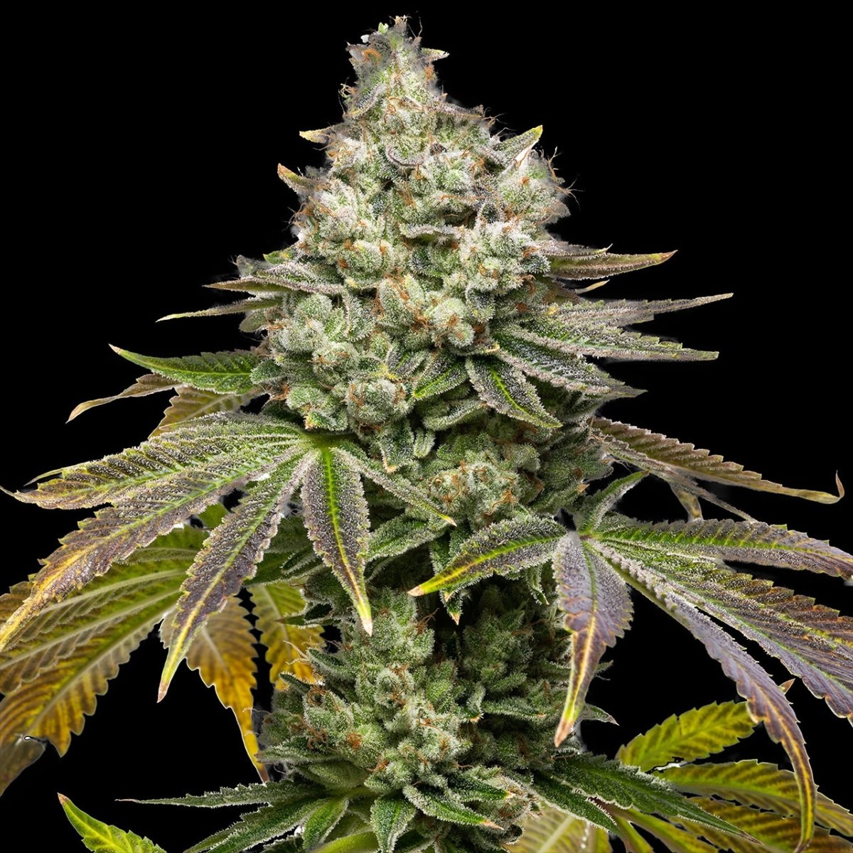 Sundae Driver Seeds