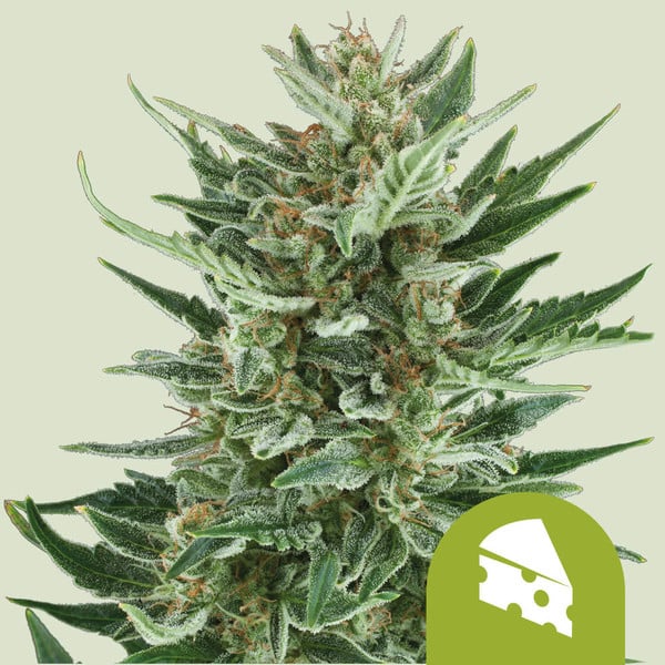 Royal Cheese Auto Seeds